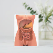 人間の消化器系の概念図5 ポストカード (スタンド正面)