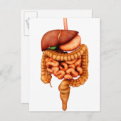 人間の消化器系の解剖学、前面 ポストカード (正面/裏面)