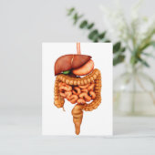 人間の消化器系の解剖学、前面 ポストカード (スタンド正面)