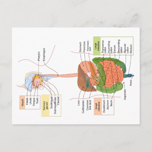 人間の消化器系図 ポストカード (正面)