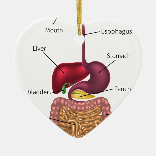 人間の消化管システム セラミックオーナメント (正面)