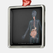 人間の消化系のレイアウト メタルオーナメント (左)