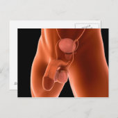 人間の男性の生殖システム6 ポストカード (正面/裏面)