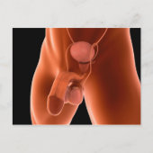 人間の男性の生殖システム6 ポストカード (正面)