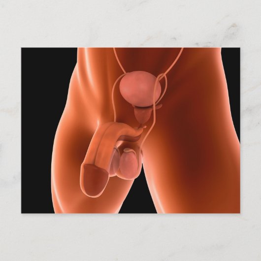 人間の男性の生殖システム6 ポストカード (正面)