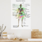 人間の男性の骨格のポスター ポスター (キッチン)