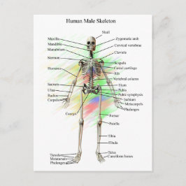 人間の男性の骨格 ポストカード