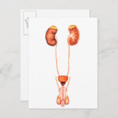 人間の男性泌尿器系の解剖学、前面 ポストカード (正面/裏面)