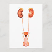 人間の男性泌尿器系の解剖学、前面 ポストカード (正面)