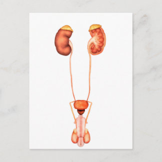 人間の男性泌尿器系の解剖学、前面 ポストカード
