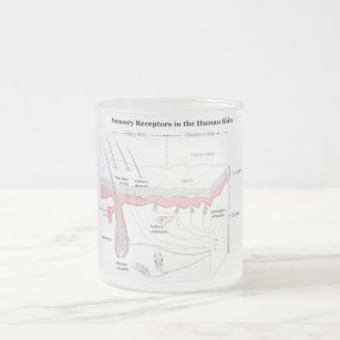 人間の皮の図表の感覚受容器 フロストグラスマグカップ