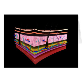 人間の皮膚の層の概念図1