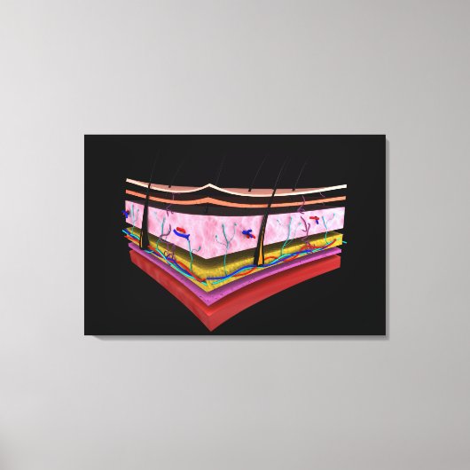 人間の皮膚の層の概念図1 キャンバスプリント (正面)