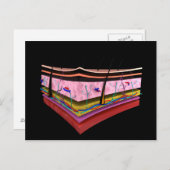 人間の皮膚の層の概念図1 ポストカード (正面/裏面)