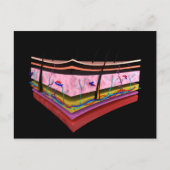 人間の皮膚の層の概念図1 ポストカード (正面)