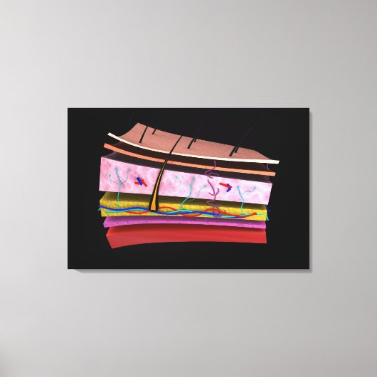 人間の皮膚の層の概念図2 キャンバスプリント (正面)