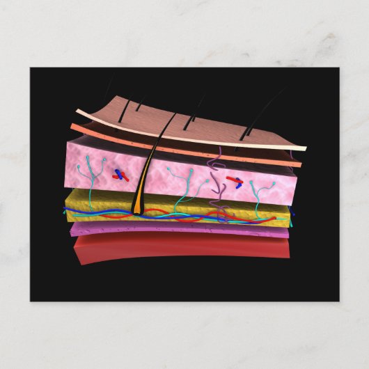 人間の皮膚の層の概念図2 ポストカード (正面)