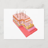 人間の皮膚の解剖学 ポストカード (正面)