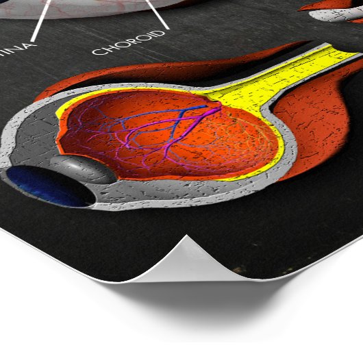 人間の目と凡例の3D断面 ポスター (角)