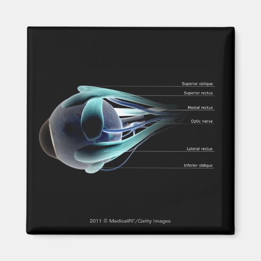 人間の目のすべての筋肉のレイアウト マグネット (正面)