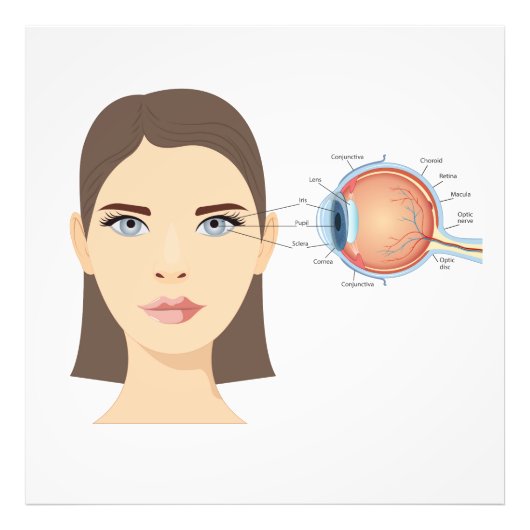 人間の目の図 フォトプリント            (正面)