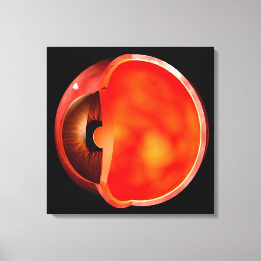 人間の目の断面概念図1 キャンバスプリント (正面)