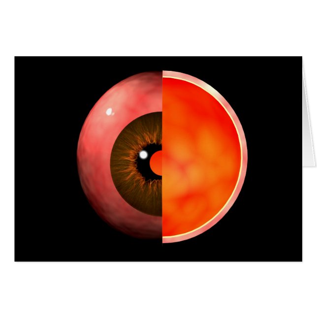 人間の目の断面概念図3 (正面横)