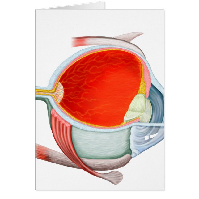 人間の目の断面 (正面)