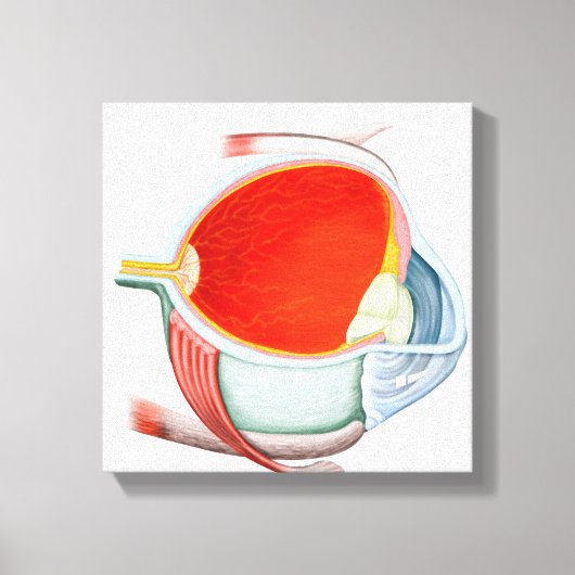 人間の目の断面 キャンバスプリント (正面)