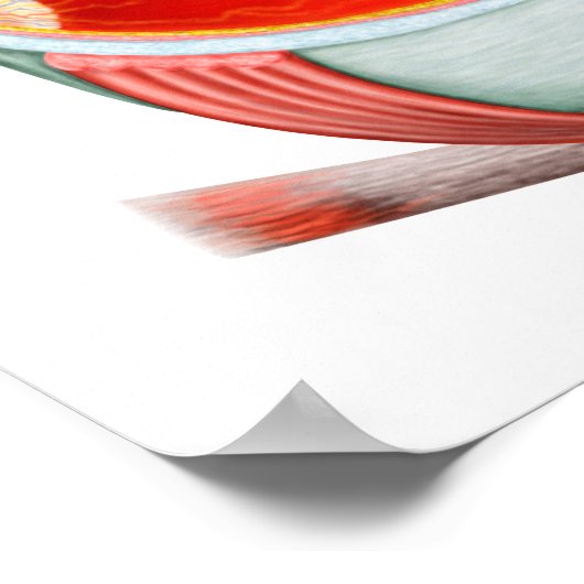 人間の目の断面 ポスター (角)