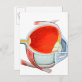 人間の目の断面 ポストカード (正面/裏面)