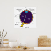 人間の目の概念図 ポスター (キッチン)