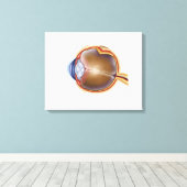 人間の目の解剖学 キャンバスプリント (インサイチュ (ウッドフロア))