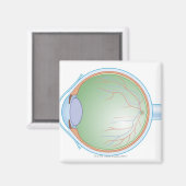 人間の目の解剖学 マグネット (正面/裏面)