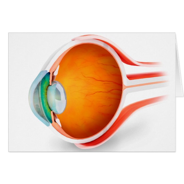 人間の目の解剖学、視点 (正面横)