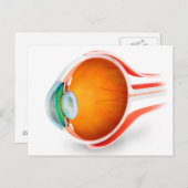 人間の目の解剖学、視点 ポストカード (正面/裏面)