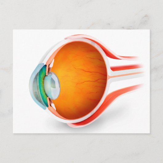 人間の目の解剖学、視点 ポストカード (正面)