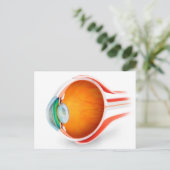 人間の目の解剖学、視点 ポストカード (スタンド正面)