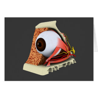 人間の眼の解剖学的概念像1