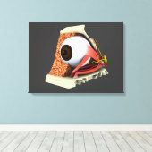 人間の眼の解剖学的概念像1 キャンバスプリント (インサイチュ (ウッドフロア))