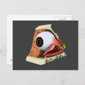 人間の眼の解剖学的概念像1 ポストカード (正面/裏面)