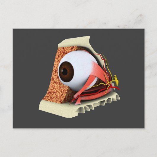 人間の眼の解剖学的概念像1 ポストカード (正面)