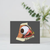 人間の眼の解剖学的概念像1 ポストカード (スタンド正面)