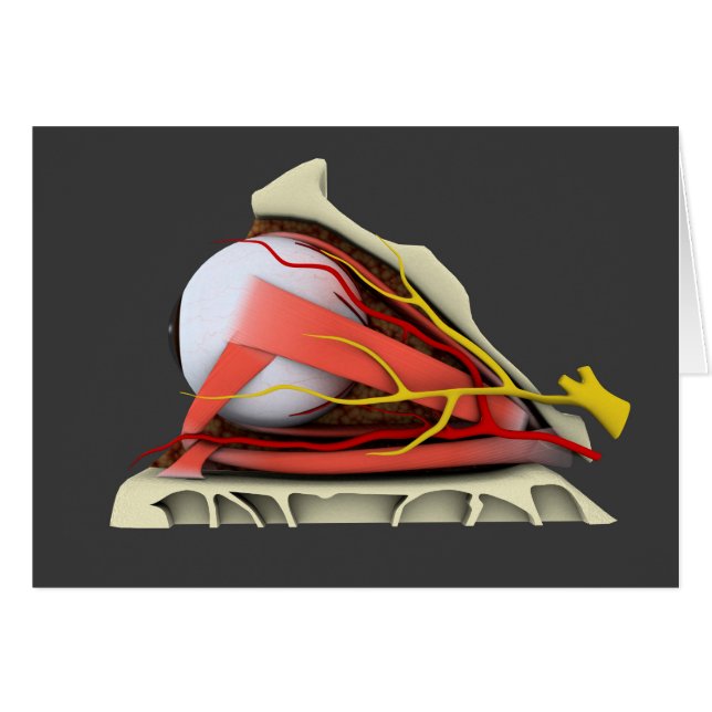 人間の眼の解剖学的概念像3 (正面横)