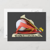人間の眼の解剖学的概念像3 ポストカード (正面/裏面)
