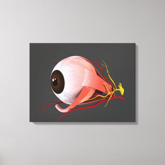 人間の眼の解剖学的概念像5 キャンバスプリント (正面)