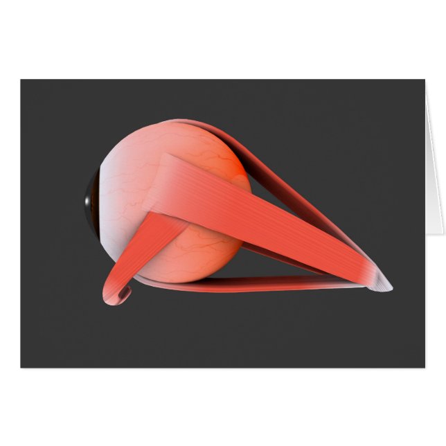 人間の眼の解剖学的概念像7 (正面横)