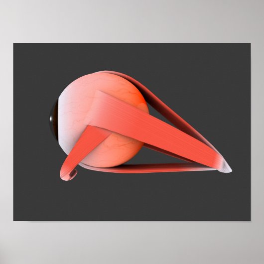 人間の眼の解剖学的概念像7 ポスター (正面)