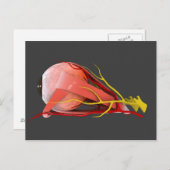 人間の眼の解剖学的概念図4 ポストカード (正面/裏面)