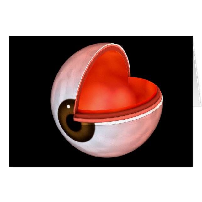 人間の眼の解剖学的概念図8 (正面横)